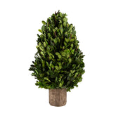 Buxus Kegel- (Dt-240967A)